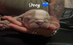 English Bulldog dogs for sale: English bulldog puppies  - Image 5