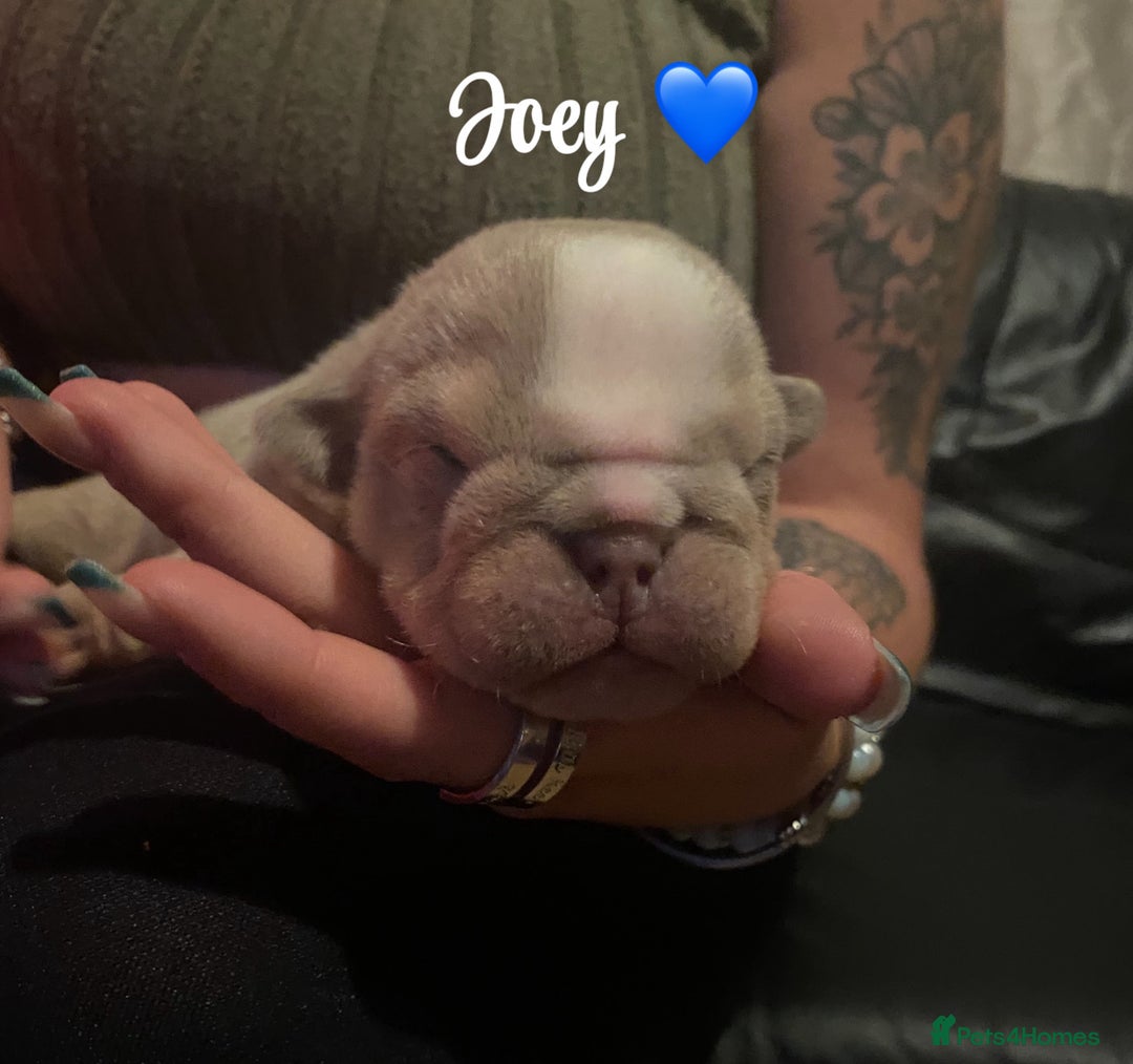 English Bulldog dogs for sale: English bulldog puppies  - Image 5
