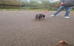 Dachshund dogs for adoption: 💖🐶 Ginny 🐶💖 - Image 9