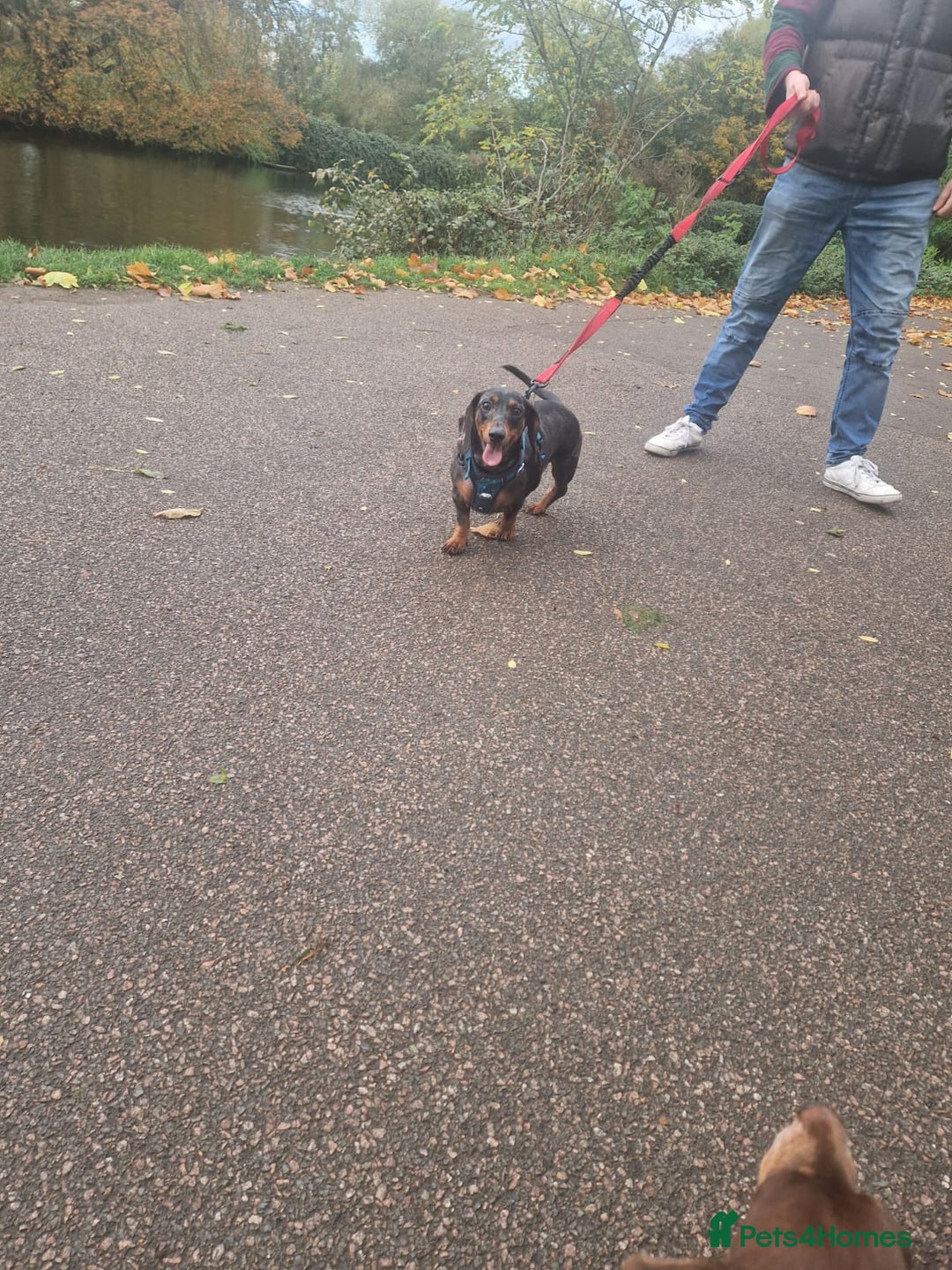 Dachshund dogs for adoption: 💖🐶 Ginny 🐶💖 - Image 9