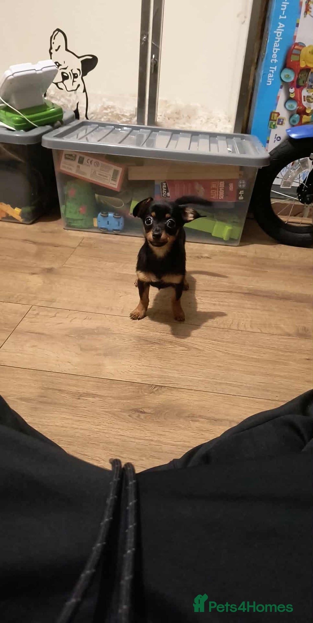 Mixed Breed dogs for sale: Pomweenies 💕💕 - Advert 4
