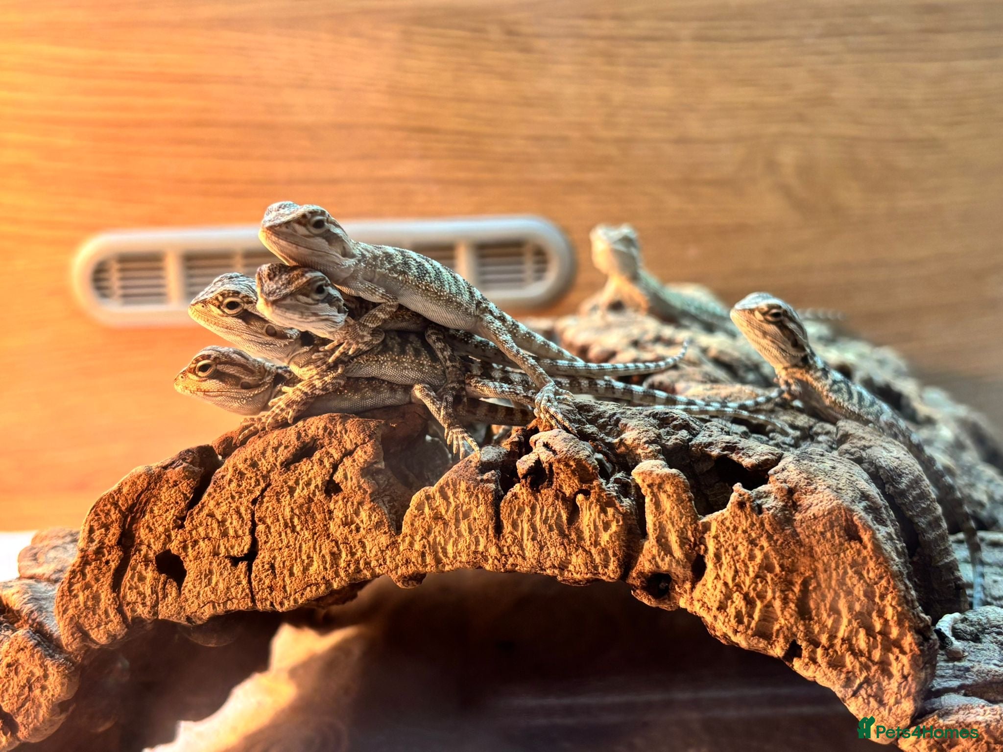 Bearded Dragon reptiles Baby bearded dragon - Advert 1