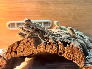 Bearded Dragon reptiles Baby bearded dragon - Advert 1