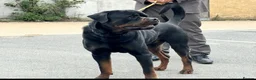 Rottweiler dogs for stud: BIG BONED GERMAN ROTTWEILER FOR STUD  - Advert 2