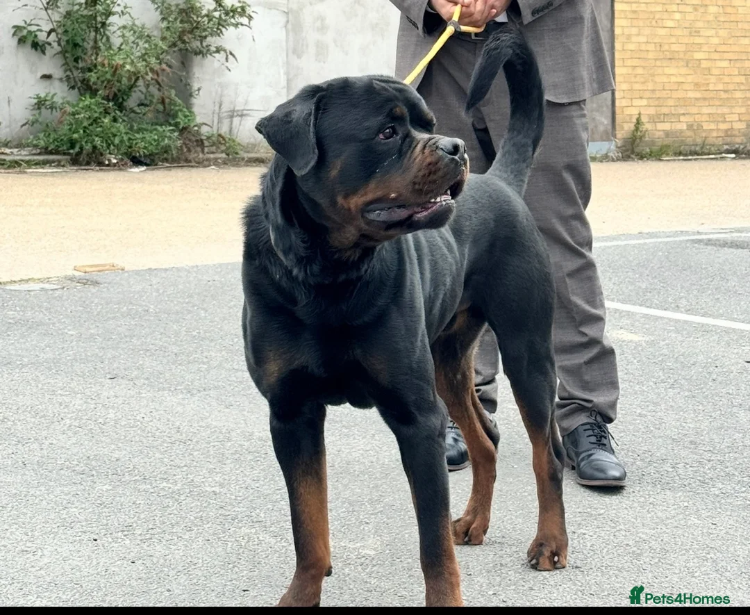 Rottweiler dogs for stud: BIG BONED GERMAN ROTTWEILER FOR STUD  - Advert 2