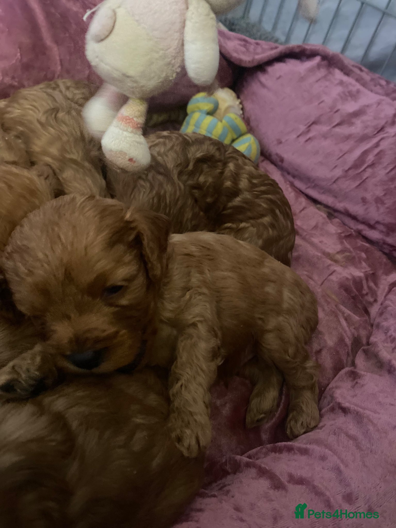 Cavapoo dogs Red Cavapoo both parents dna tested  - Advert 7