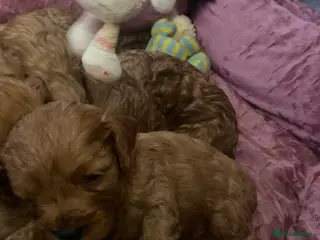 Cavapoo dogs Red Cavapoo both parents dna tested - Advert 7