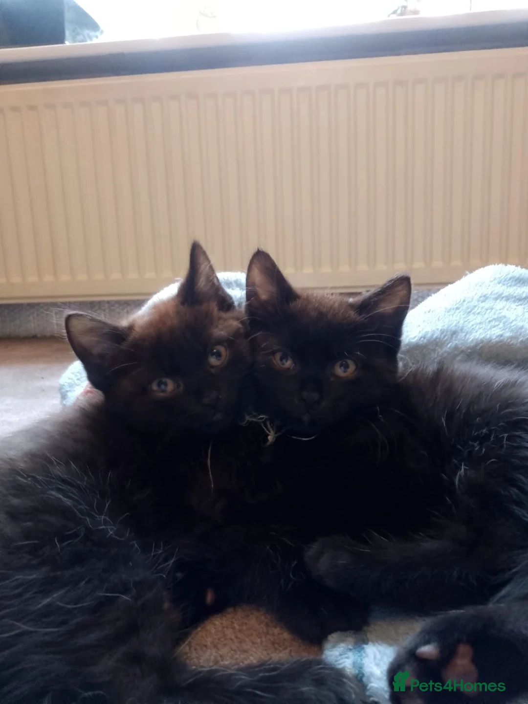 British Shorthair cats for sale: Beautiful Long-Haired British Shorthair Cross  - Advert 2