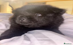 Chow Chow dogs for sale: Merle Chow Chow Pups 🐻 - Image 35