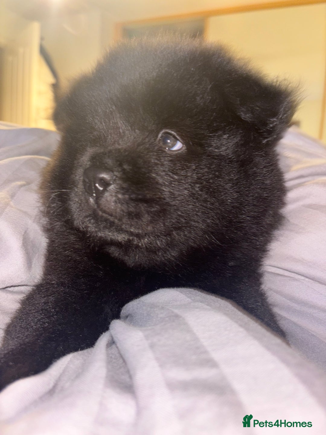Chow Chow dogs for sale: Merle Chow Chow Pups 🐻 - Image 35