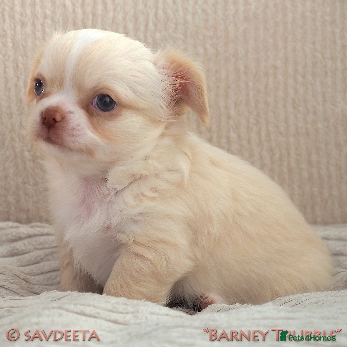 Chihuahua dogs Adorable KC Reg Long-coat Chihuahua Puppies - Advert 2