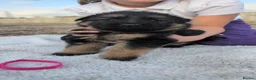 German Shepherd dogs for sale: German shepherd puppies  in Bridgwater - Advert 5