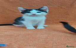 Domestic Shorthair cats for sale: 6 wonderful kittens looking for forever homes - Image 5
