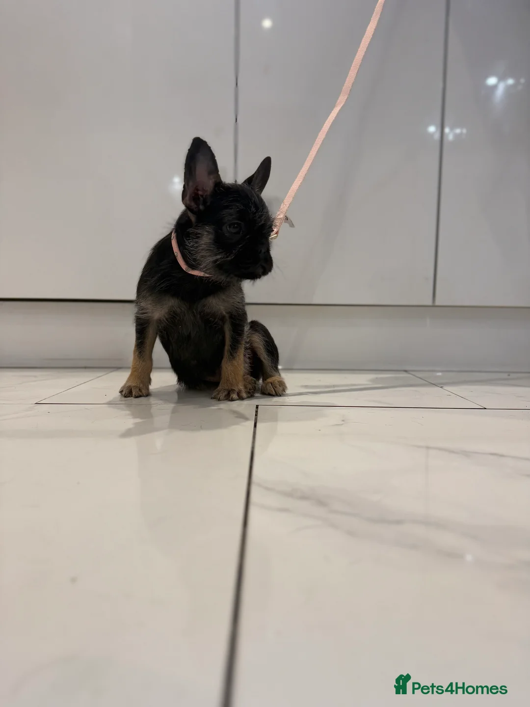 French Bulldog dogs for sale: Black & Tan girl-ready to leave double vaccinated - Advert 1