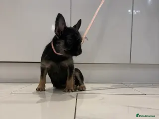 French Bulldog dogs Black & Tan girl-ready to leave double vaccinated - Advert 1