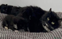 Mixed Breed cats for sale: Lovely Kittens 🖤 - Image 7