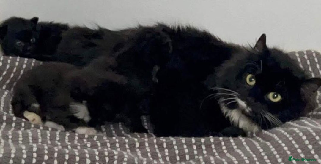 Mixed Breed cats for sale: Lovely Kittens 🖤 - Image 7
