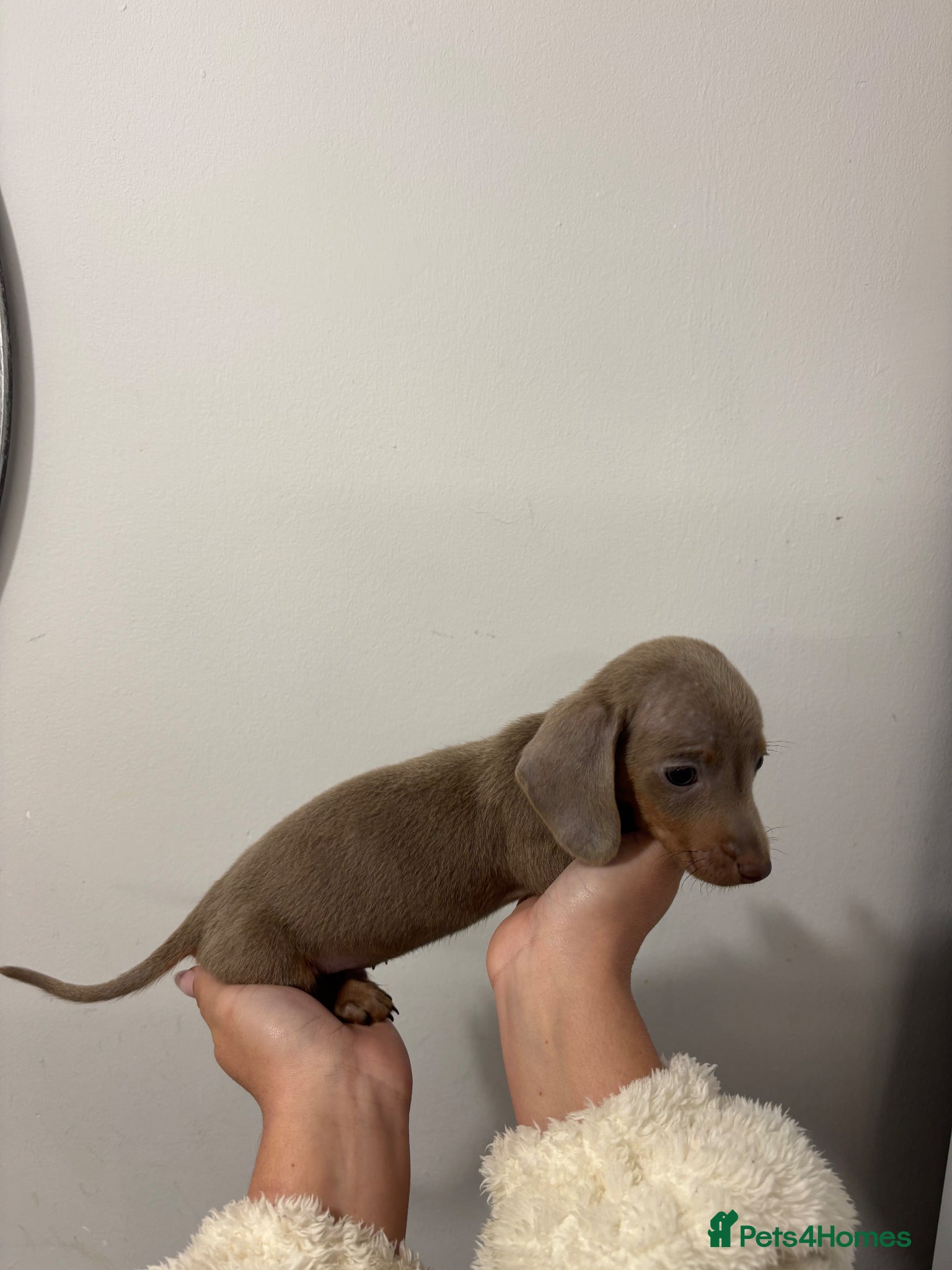 Dachshund dogs Minature dachunds 1 boy left READY NOW - Advert 5