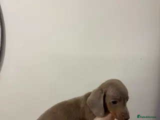 Dachshund dogs Minature dachunds 1 boy left READY NOW - Advert 5