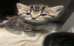 Mixed Breed cats for sale: 4 beautiful kittens ready to leave now - Image 6