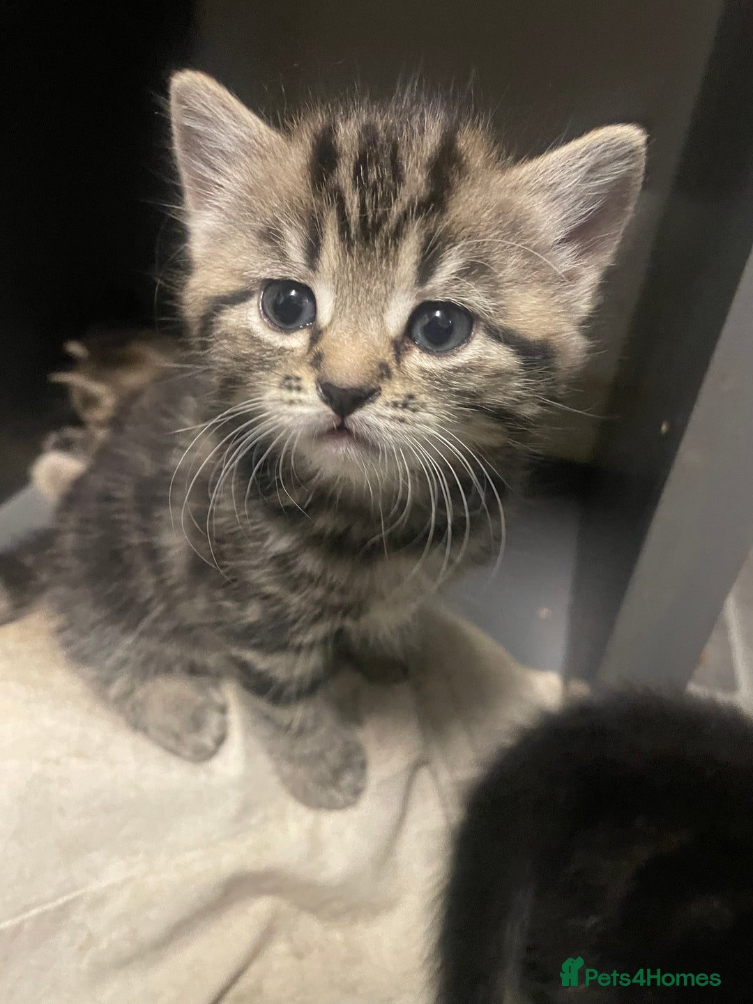 Mixed Breed cats for sale: 4 beautiful kittens ready to leave now - Image 6