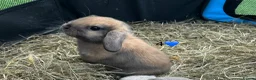 Mini Lop rabbits for sale: 6 pure mini lop baby’s  - Advert 3