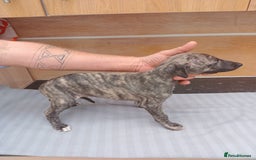 Whippet dogs for sale: *LAST MALE PUPPY* Beautiful KC Registered Puppies - Image 5