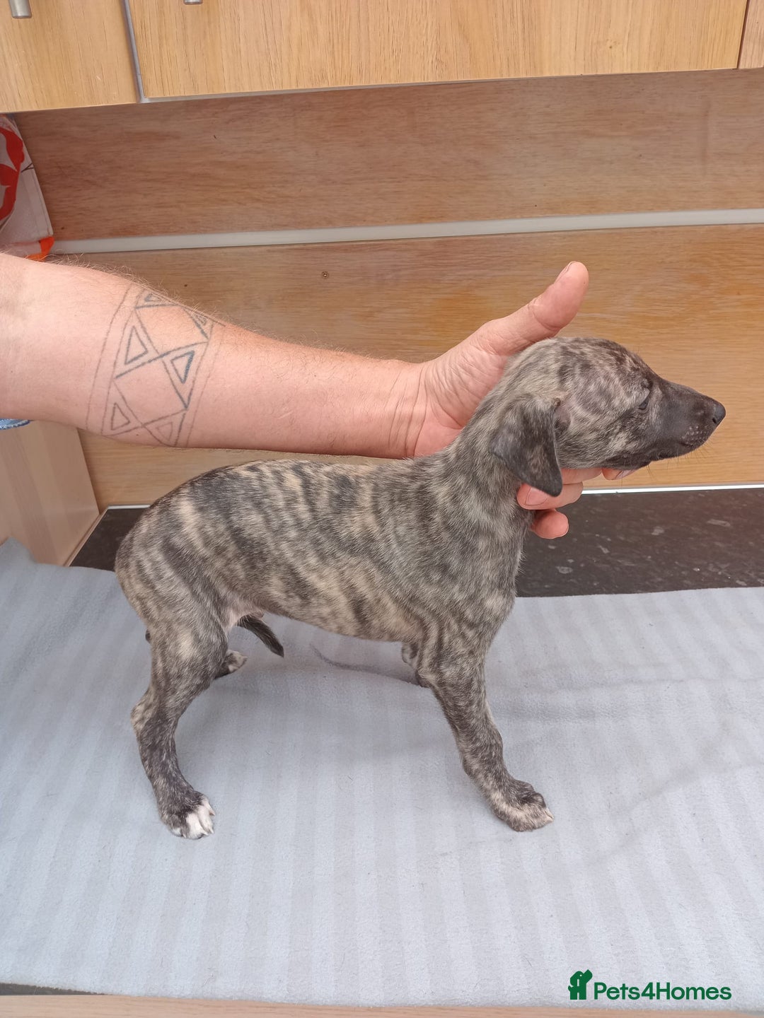 Whippet dogs for sale: *LAST MALE PUPPY* Beautiful KC Registered Puppies - Image 5
