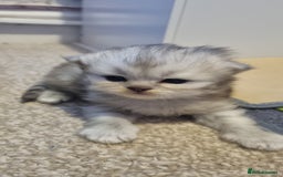 Persian cats for sale: Beautiful Persian kittens - Image 6