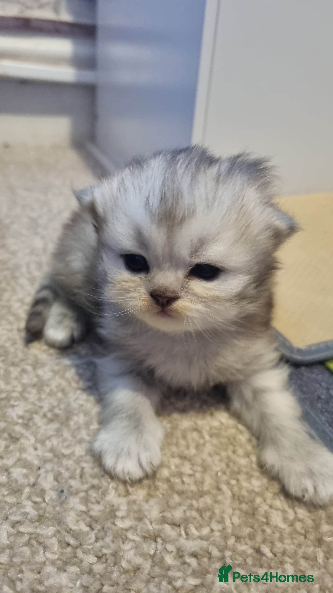 Persian cats for sale: Beautiful Persian kittens - Image 6
