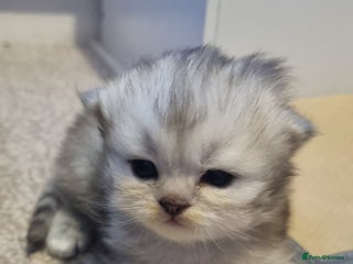 Persian cats - Advert 7