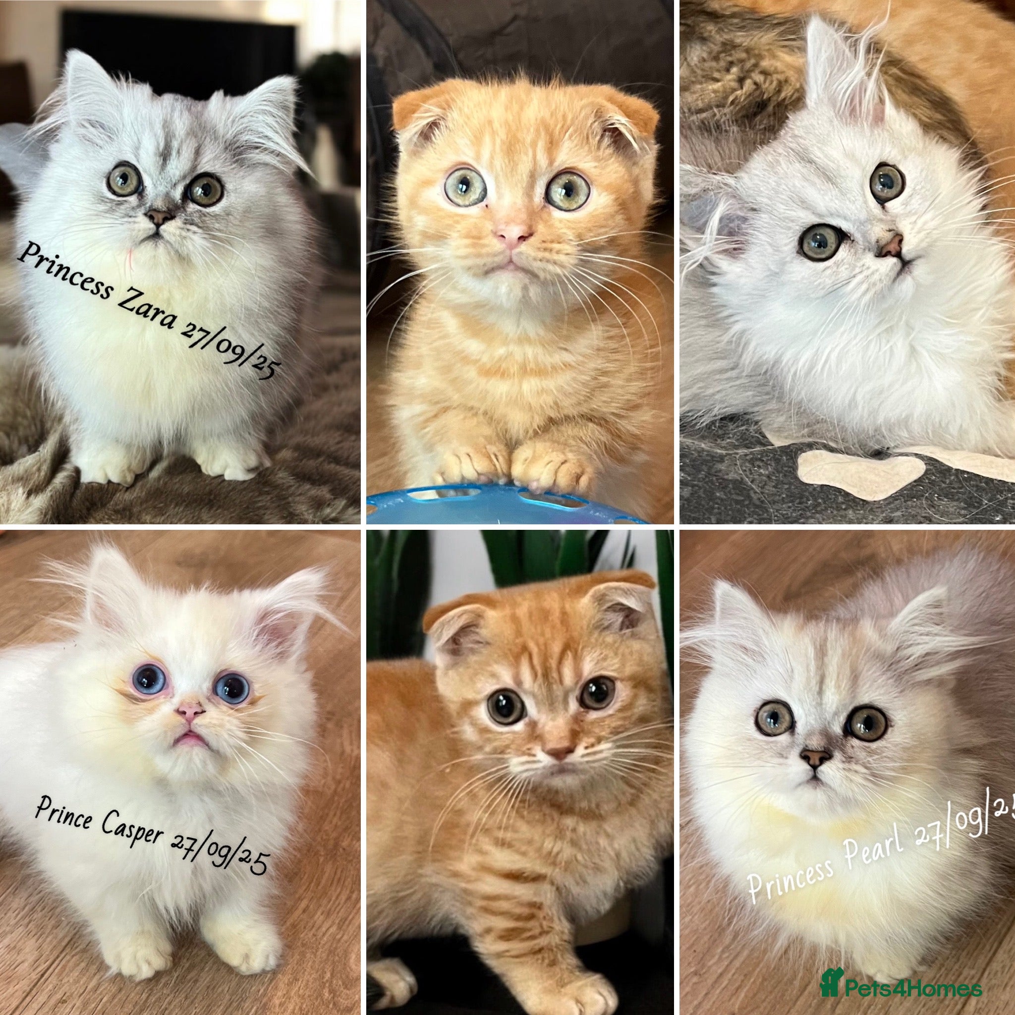 Munchkin cats Exceptional Quality & Extremely Rare Silver Minuet - Advert 1