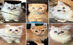 Munchkin cats for sale: Exceptional Quality & Extremely Rare Silver Minuet - Image 1