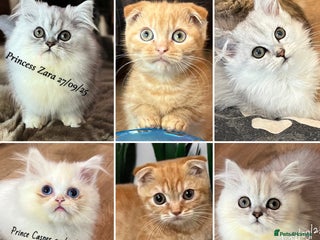 Munchkin cats - Advert 10