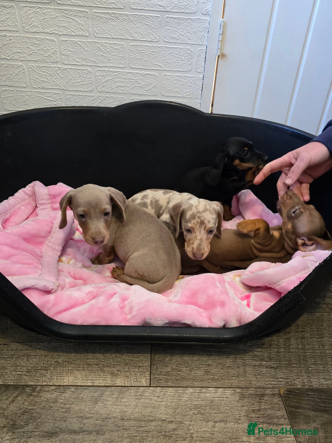 Dachshund dogs for sale: 4 beautiful dachshund boy puppies  - Advert 3