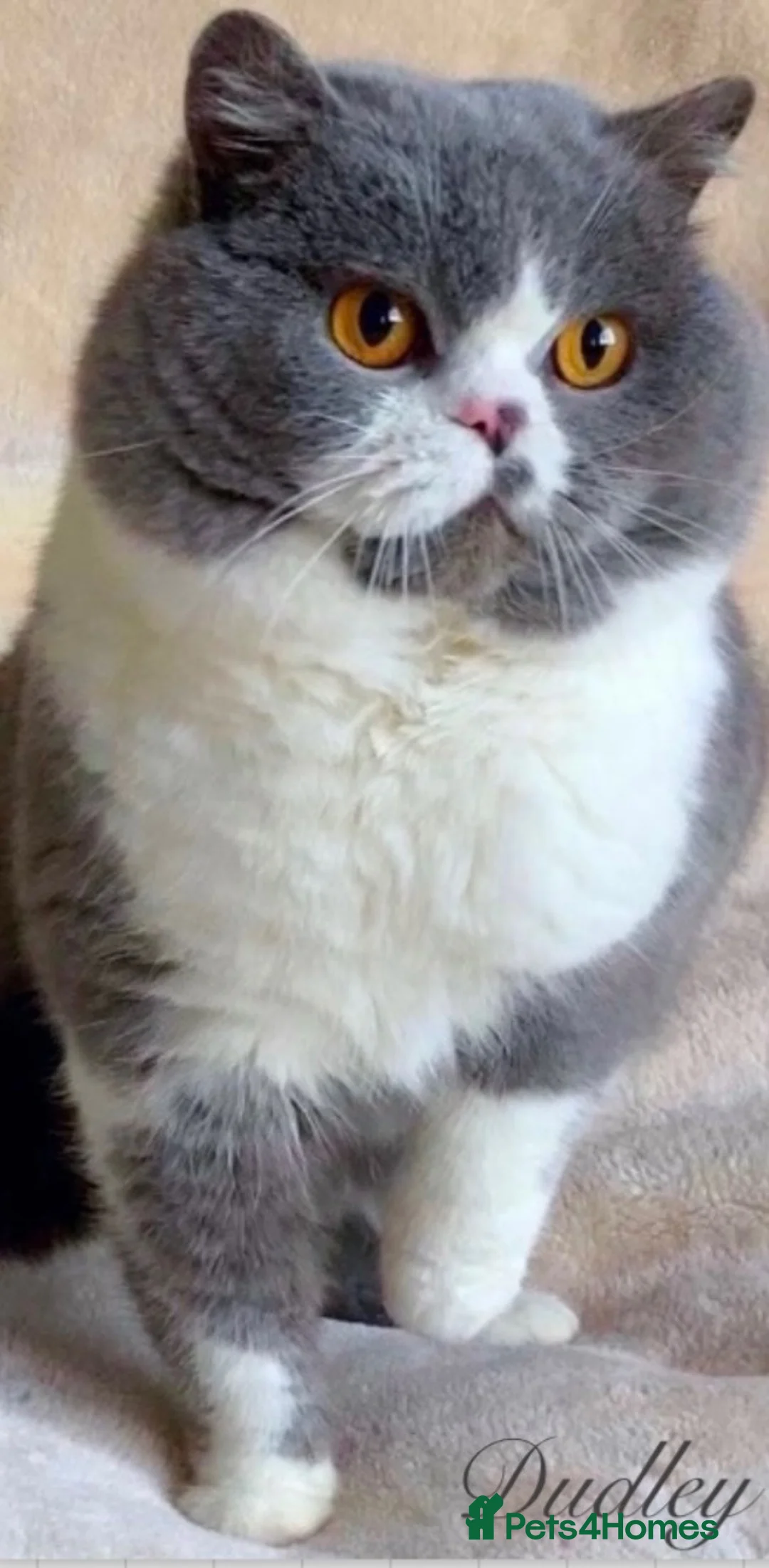 British Shorthair cats for sale: Lovely British Shorthair girl TICA Registered - Advert 2