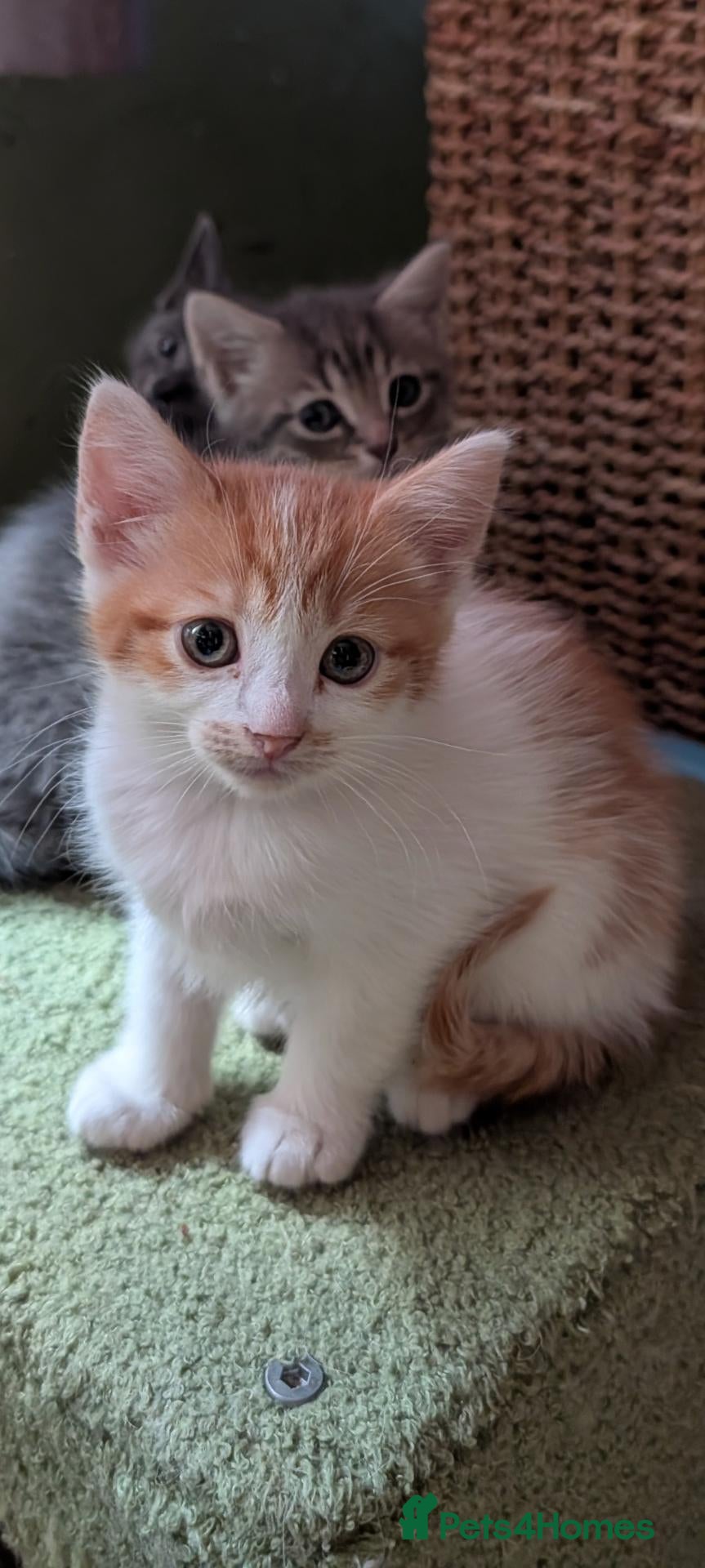 Ragcoon cats One Sweet & Crazy boy left🩵 - Advert 13