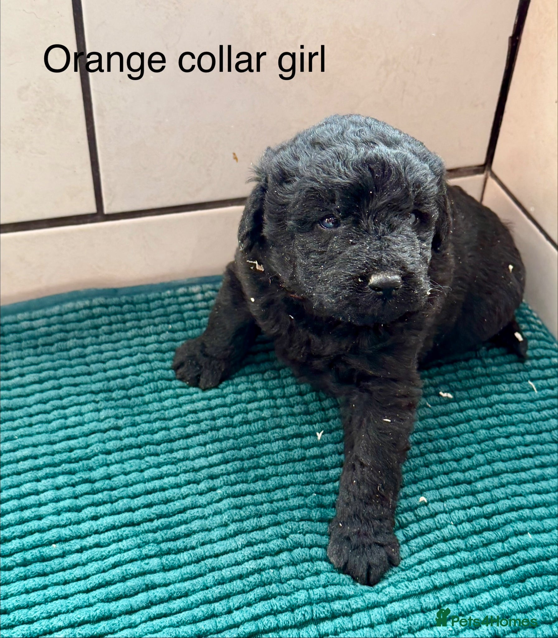 Labradoodle dogs Miniature Labradoodles- from experienced breeder - Advert 2