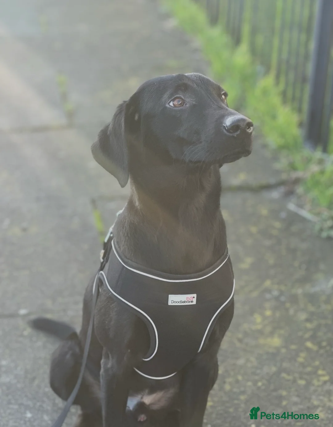 Labrador Retriever dogs for sale: 1 and a half year old Labrador  - Advert 1