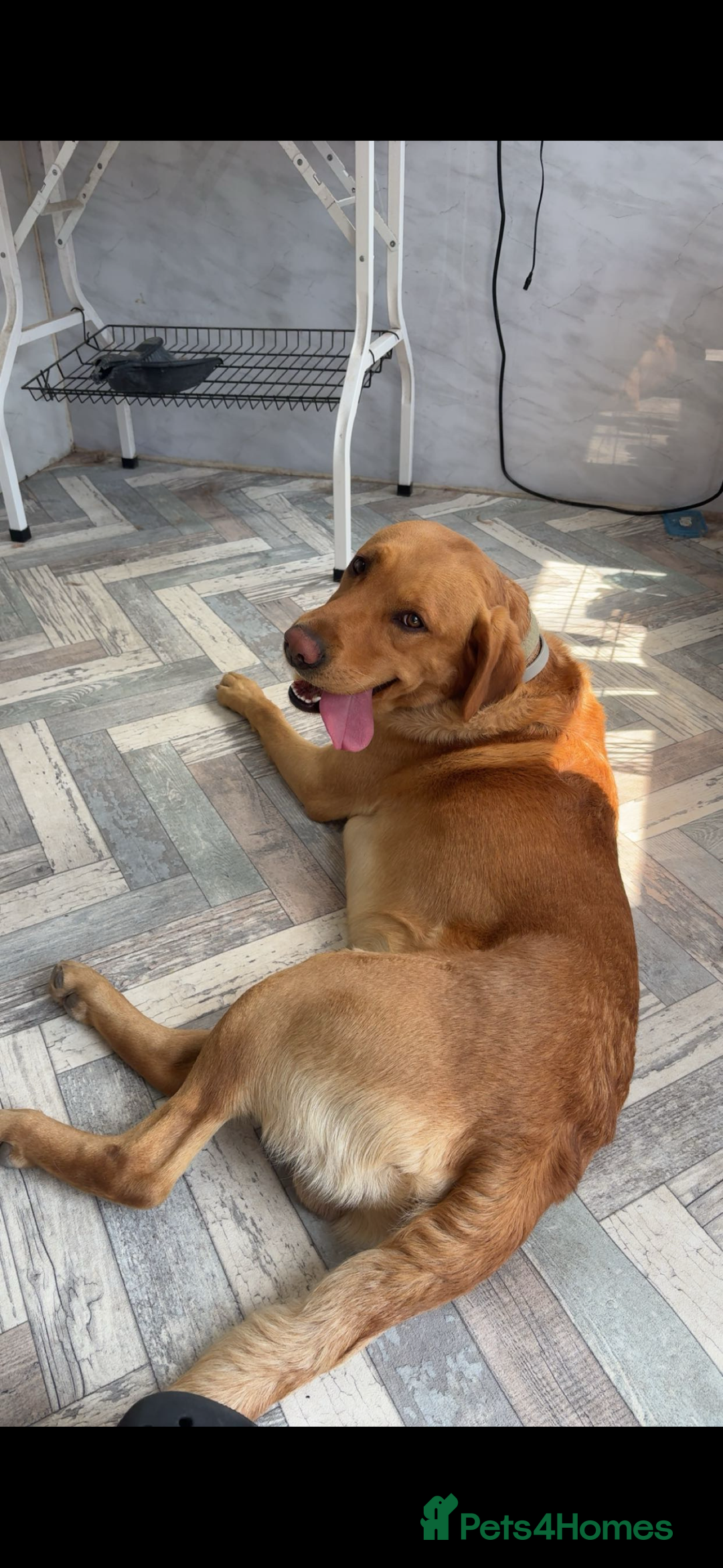 Labrador Retriever dogs for stud: Labrador retriever for stud  - Advert 4