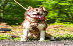 Siberian Husky dogs for stud: GOLDEN BOY PROVEN SIBERIAN HUSKY STUD!🏆🏆🏆 - Image 2