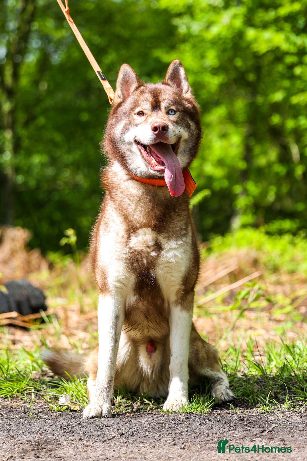 Siberian Husky dogs for stud: GOLDEN BOY PROVEN SIBERIAN HUSKY STUD!🏆🏆🏆 - Image 2