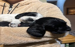 Sprocker dogs for sale: Sprockets for sale - Image 4