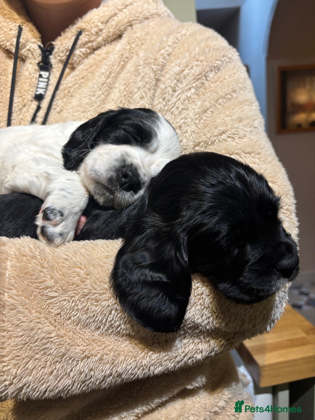 Sprocker dogs for sale: Sprockets for sale - Image 4