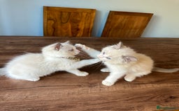 Ragdoll cats for sale: TICA Registered Ragdoll Kittens - Image 38