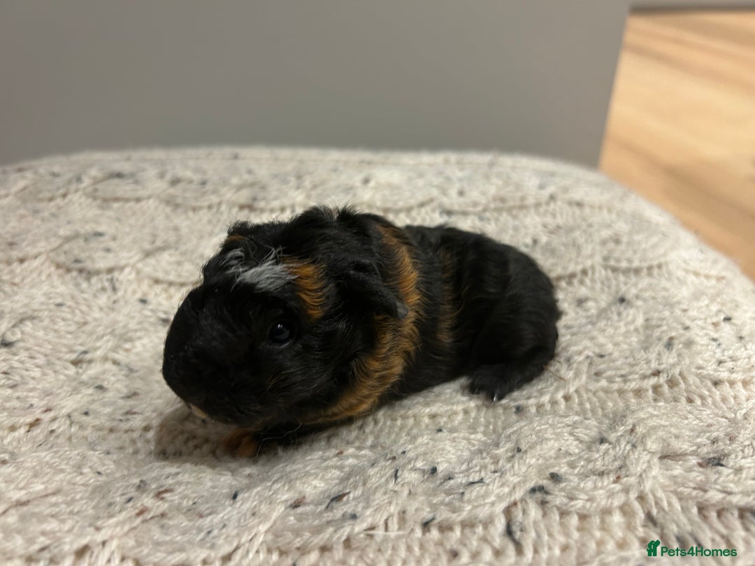 Guinea Pig rodents for sale: Guinea pigs 🐹🐹🐹 near Totnes, Devon - Advert 2