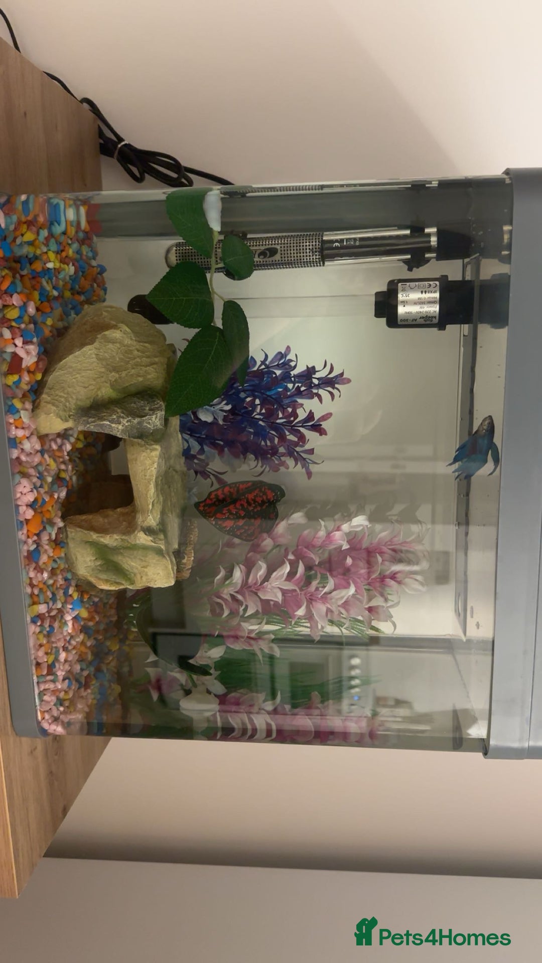 Bettas fish for sale: male betta fish £10-£60 with tank and accessories - Advert 2