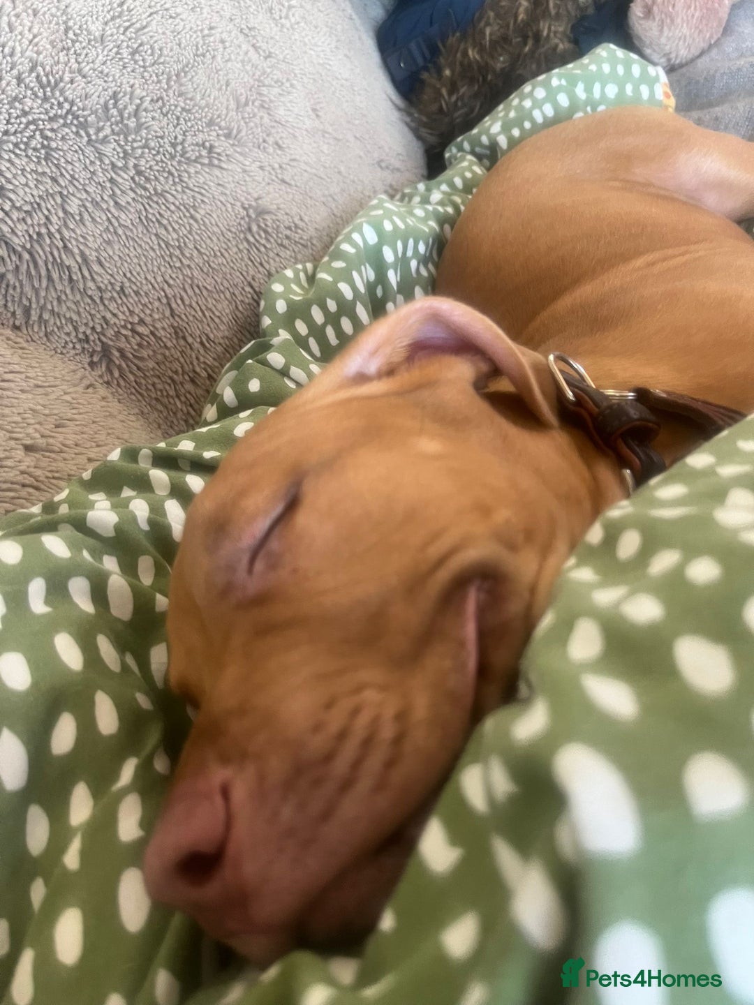 Mixed Breed dogs for sale: 4 month old male puppy - Advert 6