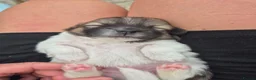 Shih Tzu dogs for sale: Shih tzu puppies in Alfreton - Advert 5