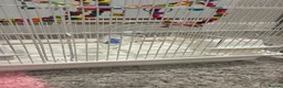 Budgerigars birds for sale: Male Budgie FOR SALE  - Advert 2